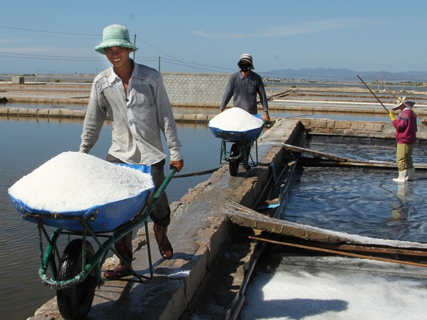 Etat-Entreprises-Agriculteurs: une formule qui fait mouche à Ninh Thuan  - ảnh 1
